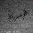 Sightmark Wraith 4K Mini 4x Digital Night Vision Riflescope-Optics Force